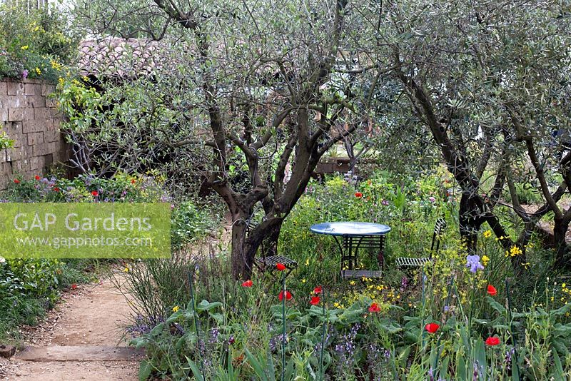 A Perfumer's Garden in Grasse, with very naturalistic planting representative of the surrounding landscape of Grasse 