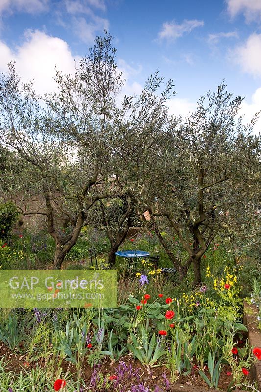 A Perfumer's Garden in Grasse. Cafe table beneath olive trees Olea europeaus with natural wild planting including aromatic plants borago, poppies and roses.