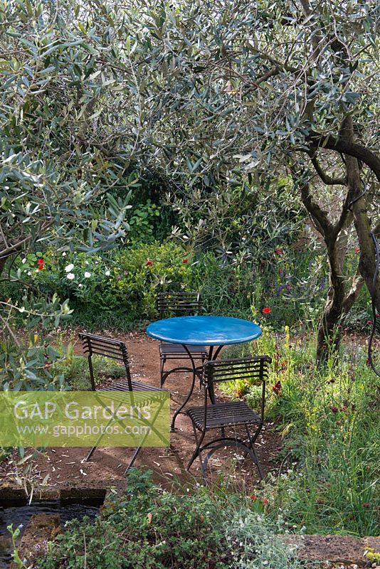 A Perfumer's Garden in Grasse. View of table and chairs under olives trees - Olea europaea amongst wild flowers