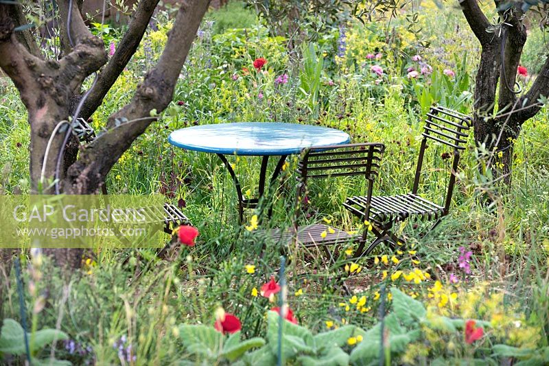 A Perfumer's Garden in Grasse. Seating area hidden beneath Olea Europea. 
