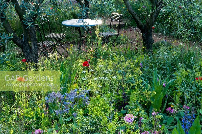 A Perfumer's Garden in Grasse by L'Occitane, an overgrown garden with a view to the garden table and chairs surrounded with Borago officinalis, Dipsacus fullonum, Papaver rhoeas and Olea europaea