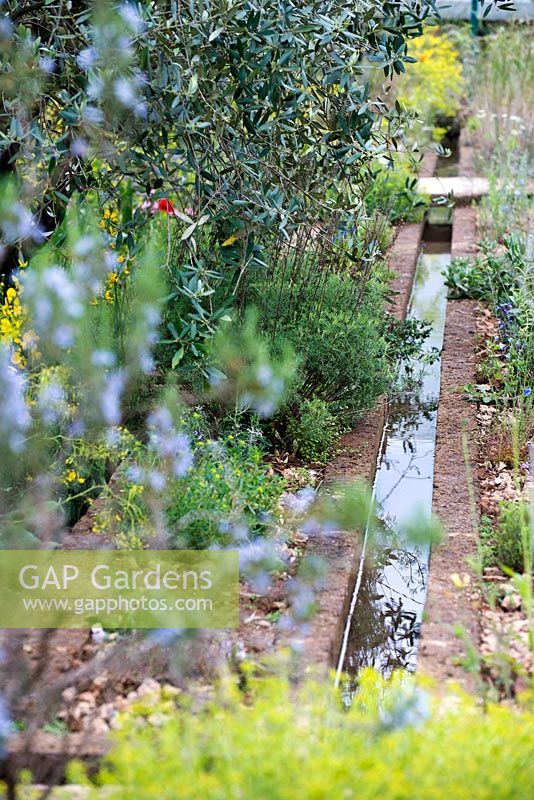 A Perfumer's Garden in Grasse. Water rill leading through the garden shaded by Olea europaea.