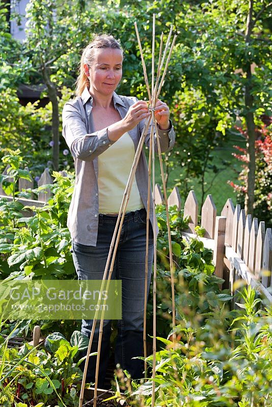 Sweet pea wigwam support - Binding Miscanthus bamboo poles together near the top