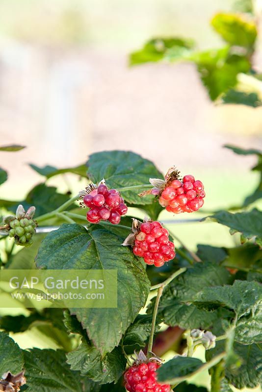 Virus causing small distorted fruits on Rubus, Tayberry Group 'Buckingham'
