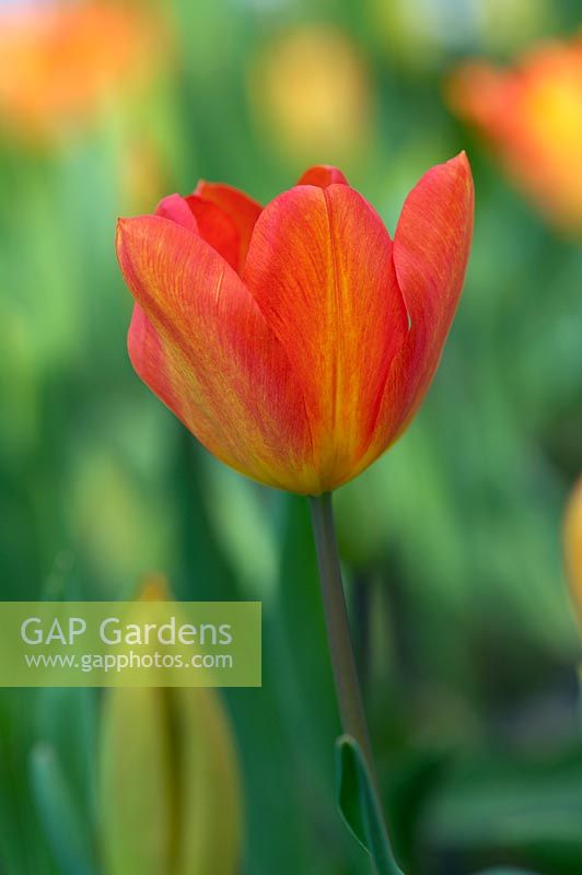 Tulipa 'Generaal de Wet', single early tulip