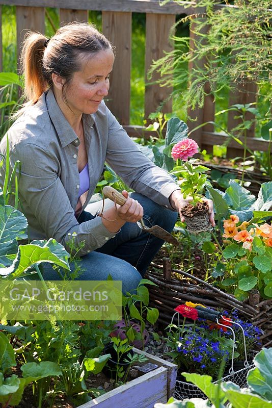 Woman planting Zinnia thumbelina in wicker raised bed.