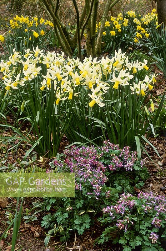 Spring association - varieties of narcissus - daffodil, including 'February Silver', Corydalis solida, Broadlands Garden, Dorset NGS