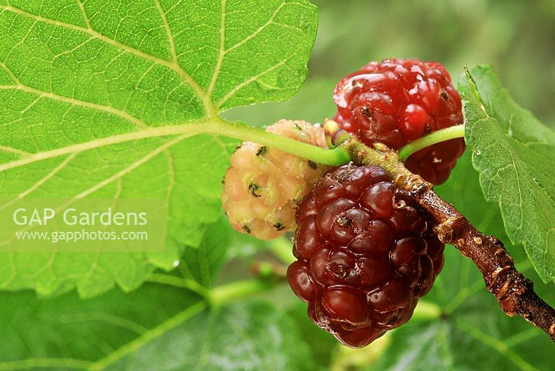 Mulberry, close-up in august