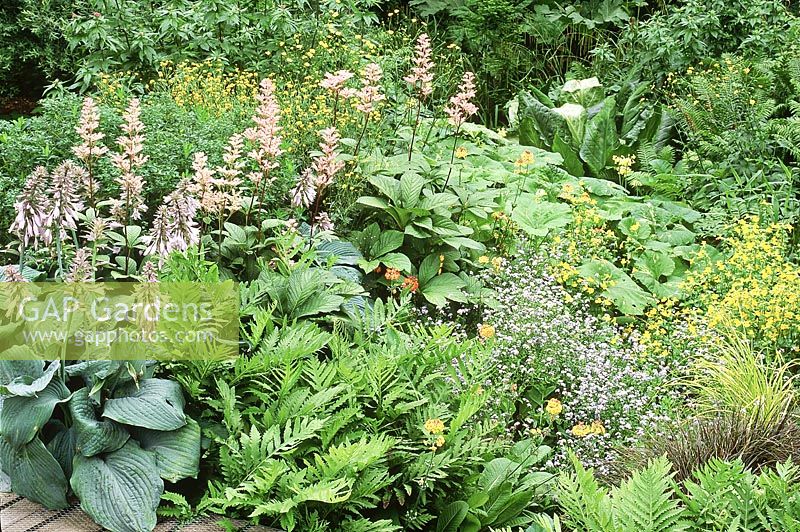 Marginal plants - hosta, onoclea sensiblis, rodgersia, myosotis mimumlus on stream side, petasites, lysichiton. Beth Chatto Gardens