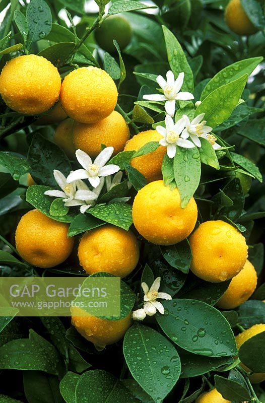 Citrus x citrofortunella microcarpa - calamondin orange, fruit and blossom with water drops on leaves. 