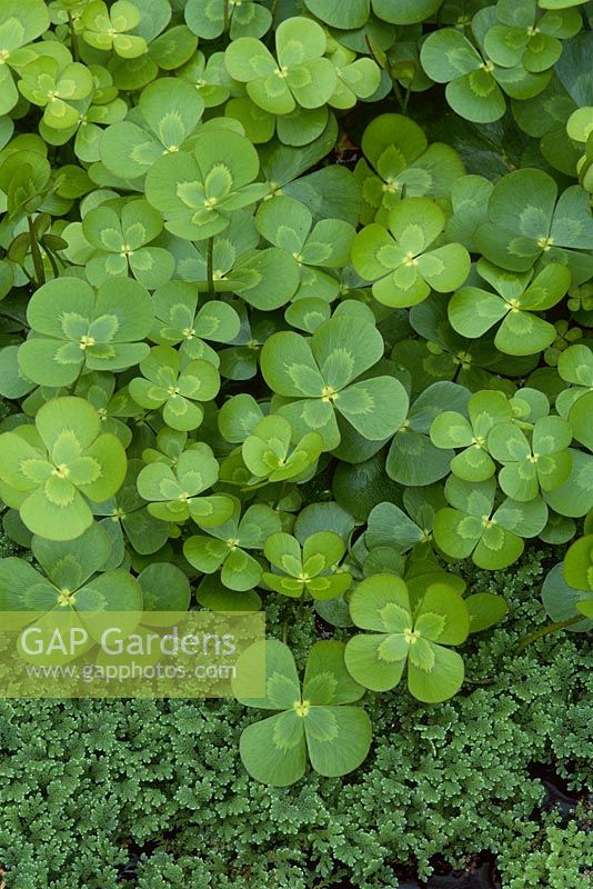 Marsilea mutica - clover fern with floating foliage and Azolla filiculoides - water fern