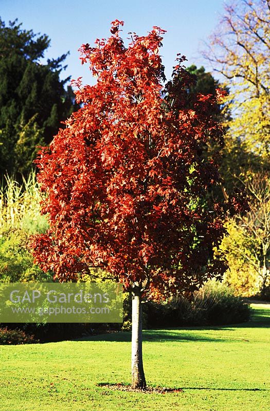 Malus trilobata, crab apple with autumn colour. A young specimen in lawn, November