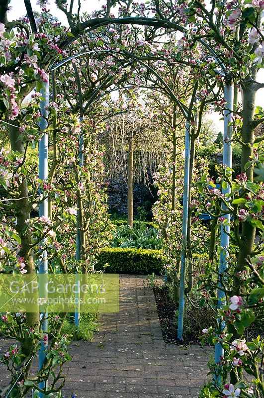 Pergola - apple tree trained on frame, view to weeping mulberry. Wyken Hall, Suffolk, NGS