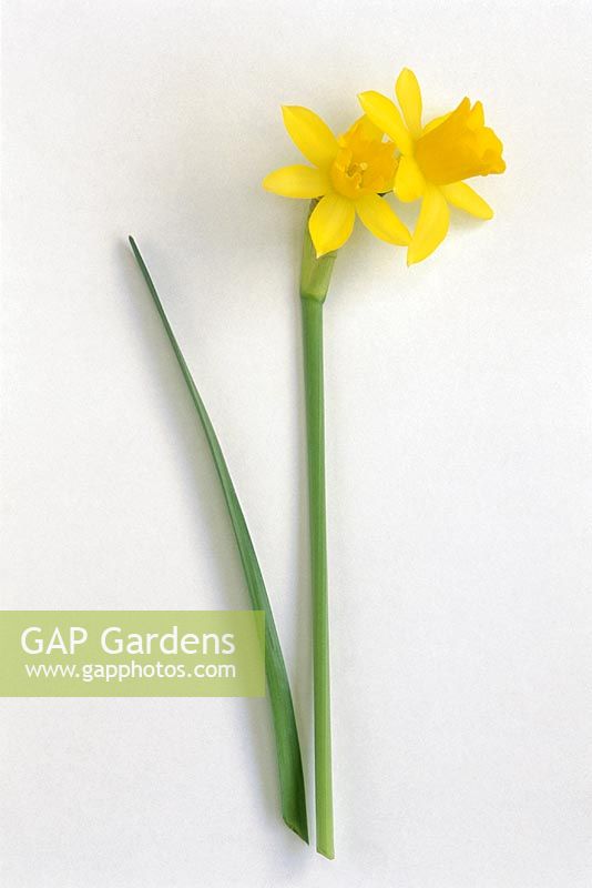 Narcissus 'Tete-a-Tete' on white background
