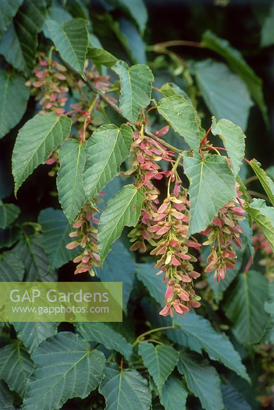 Acer capillipes - Snake-bark maple, winged seeds. September