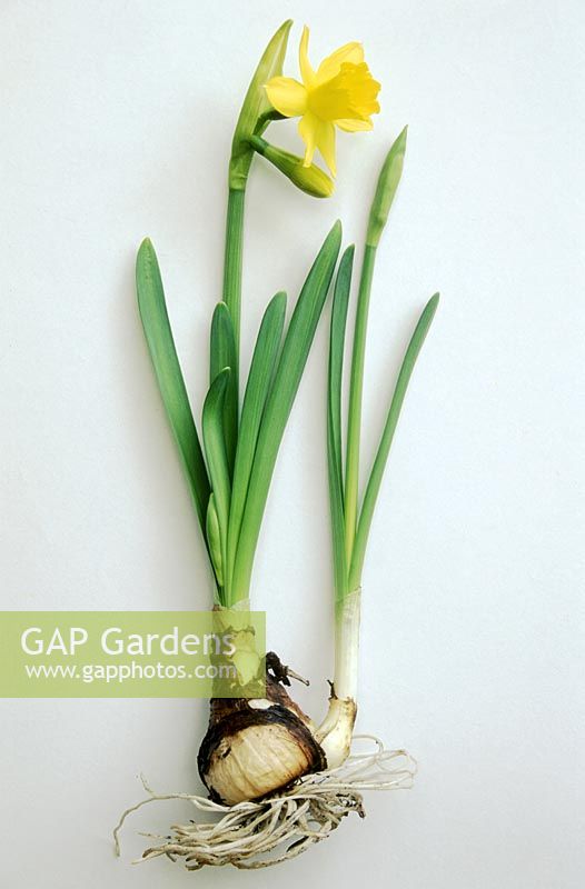 Narcissus 'Tete-a-tete', isolated as a growing bulb on white background to show botanical structure