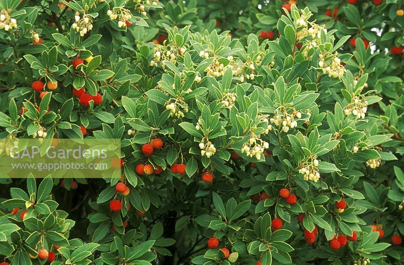 Arbutus unedo - Strawberry tree in simultaneous fruit and flower