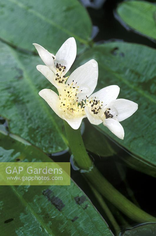 Aponogeton distachyos - water hyacinth, cape pondweed in flower, May