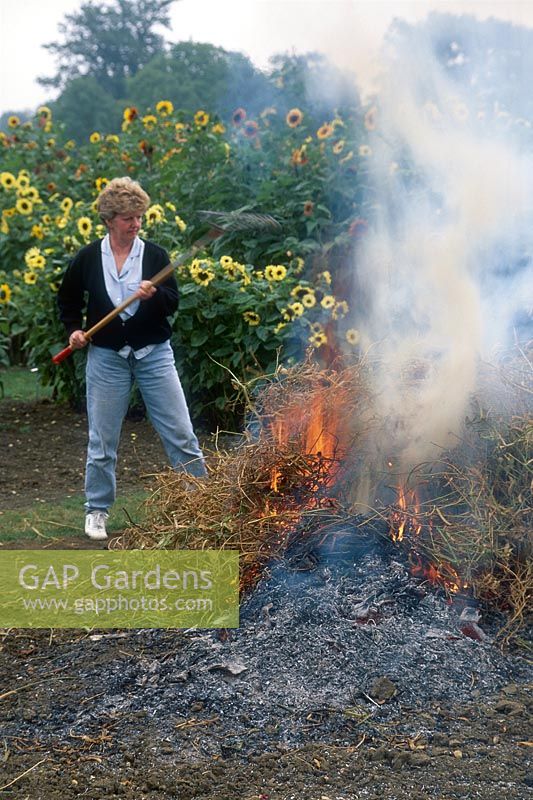 Woman tending a bonfire of green waste material, September
