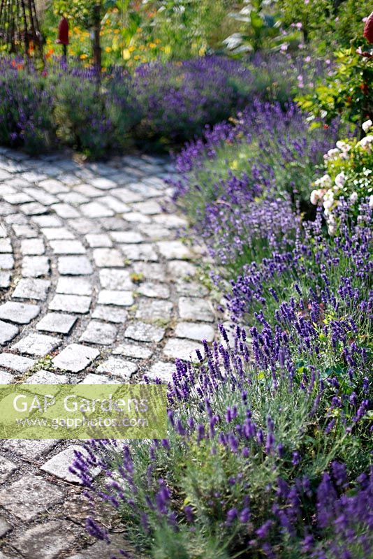 Lavendula angustifolia edges cobblestone path, July, Stuttgart, Germany