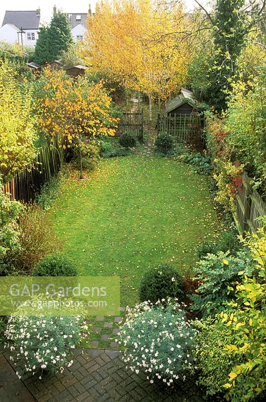 Town garden with lawn, brick patio, autumn trees and border, argyranthemum in pot, november