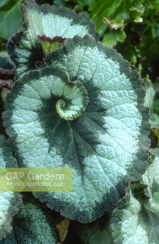 Begonia rex 'Escargot' close-up of silver and green leaf 
