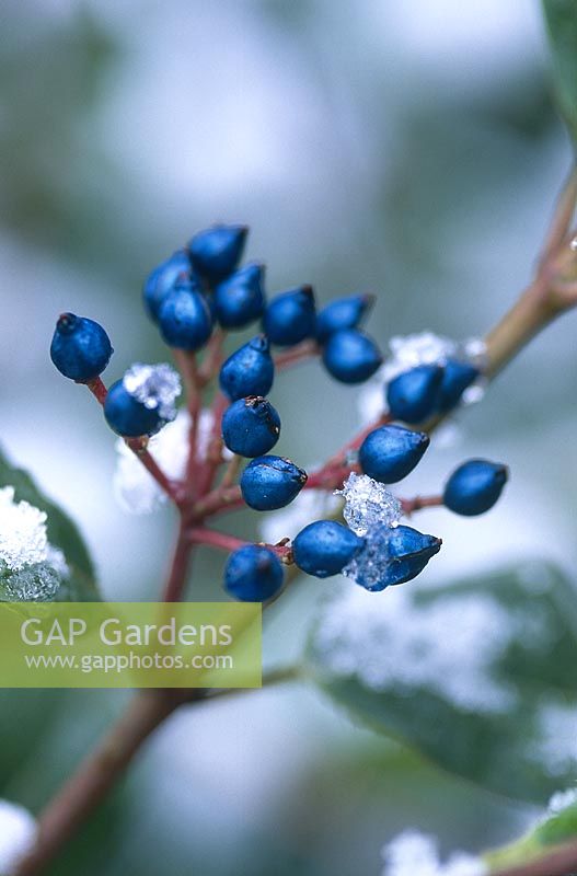 Viburnum tinus gwenllian, close up of blue black berries with snow, December