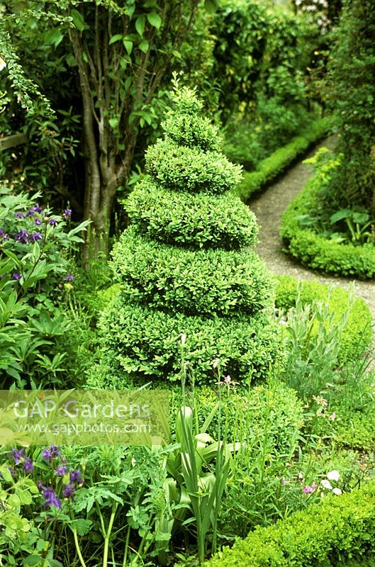 Spiral buxus topiary