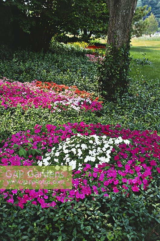 Impatiens walleriana - busy lizzie, growing in shade of large trees, alongside euonymus as ground cover. Michigan, USA
