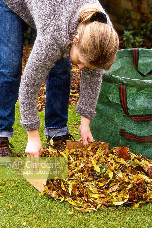 Woman collecting autumn leaves from lawn with two pieces of board as leaf grabbers before placing leaves into large green garden waste container