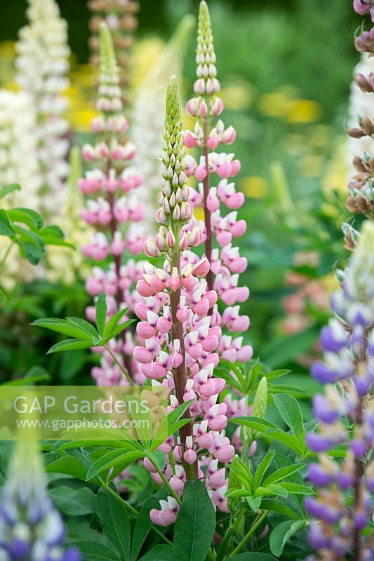Lupinus 'The Chatelaine' Band of Nobles Series