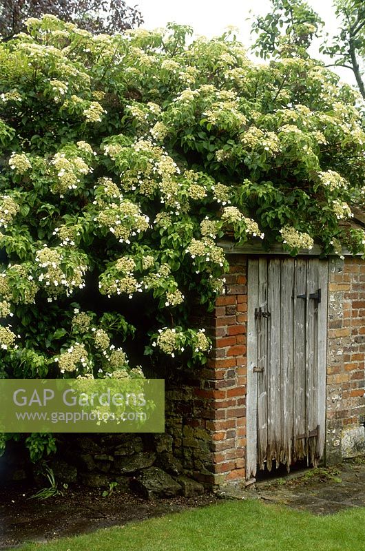 Hydrangea anomala subsp petiolaris, growing over old wall and outbuilding in Cerne Abbas, Dorset