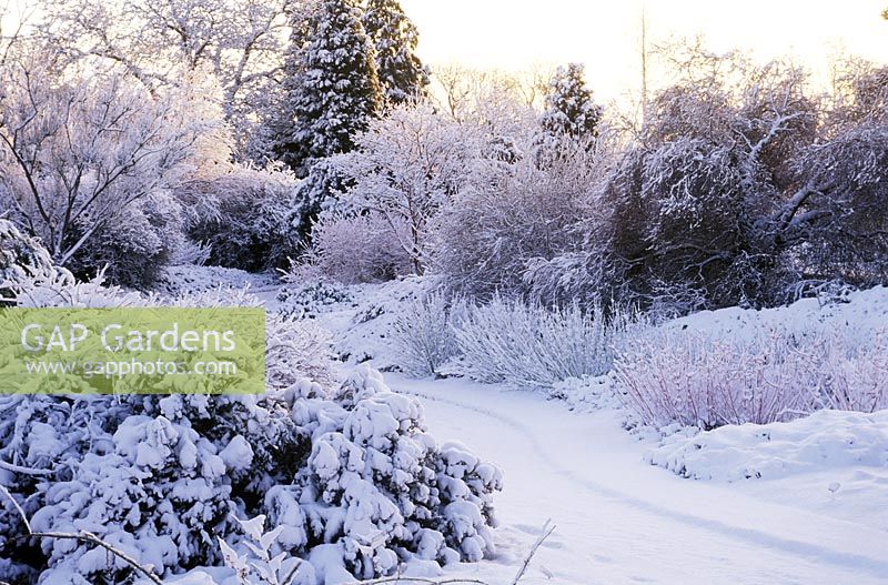 The winter garden with snow, in January, Cambridge botanic gardens.