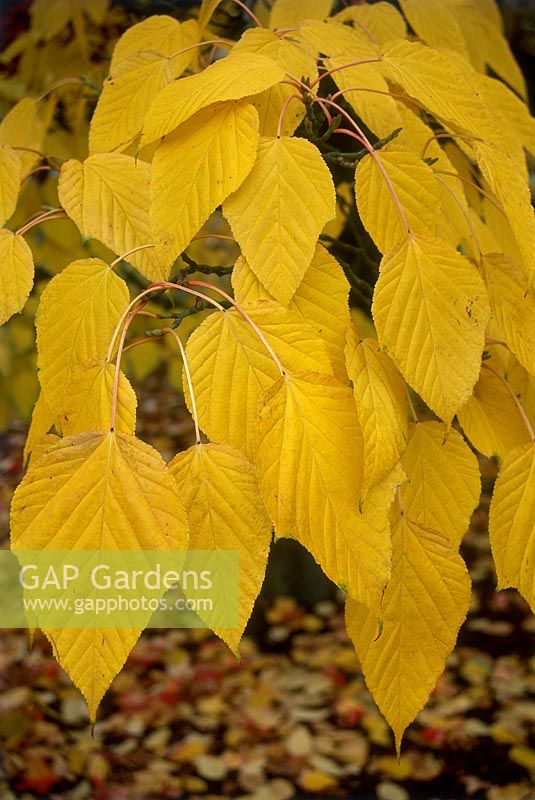 Acer capillipes, close-up of autumn leaves in November, Cambridge botanic garden