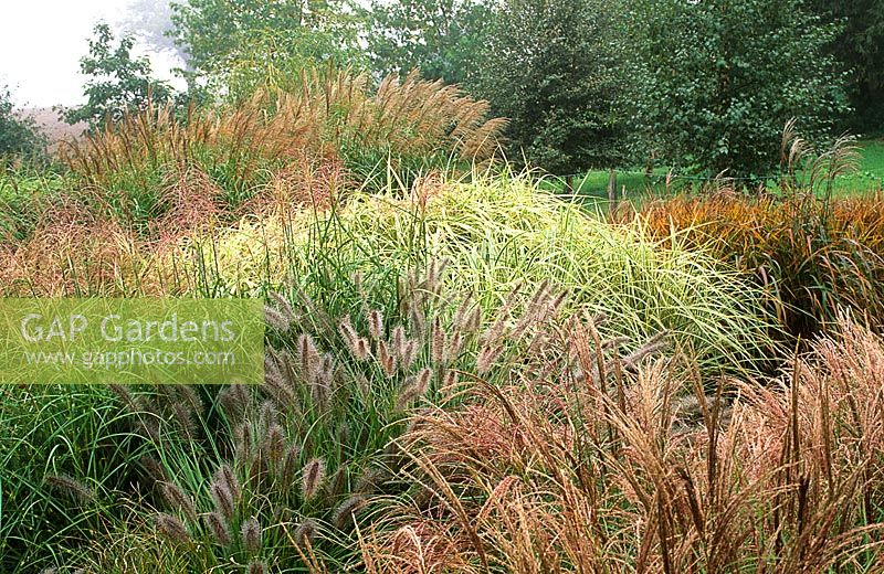 Mixed varieties of ornamental grasses Miscanthus with Hypericum calycinum - chinese fountain grass in autumn, Beth Chatto