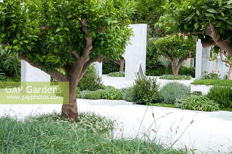 The Beauty of Islam, a garden that reflects Arabic and Islamic culture which includes  plants, Citrus auranticum trees, Myrtus communis, Thymus vulgaris and serphyllum, Chomomile. RHS Chelsea Flower Show 2015