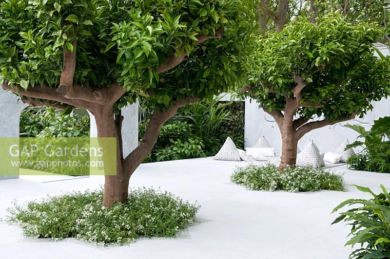 The Beauty of Islam, a garden that reflects Arabic and Islamic culture which includes  plants, Citrus auranticum trees, Myrtus communis, Thymus vulgaris and serphyllum, Chomomile. RHS Chelsea Flower Show, 2015
