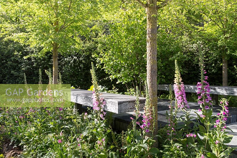 Garden bench made from slate, Digitalis purpurea - common Foxglove -  Brewin Dolphin show garden, RHS Chelsea Flower Show, 2015