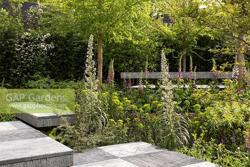 Slate platforms, Euphorbia and foxgloves - The Brewin Dolphin Garden -  RHS Chelsea Flower Show, 2015