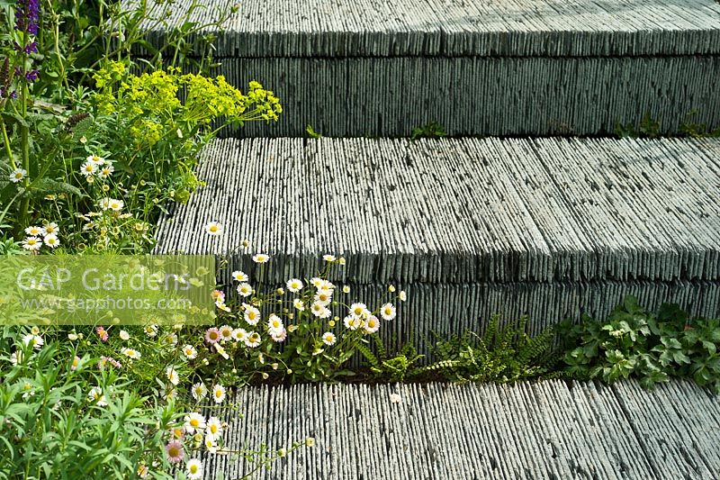 Hand-cut slate steps with planting including Salvia x sylvestris 'Mainacht', Euphorbia amygdaloides var. Robbiae, Erigeron karvinskianus, ferns. The Brewin Dolphin Garden. RHS Chelsea Flower Show, 2015