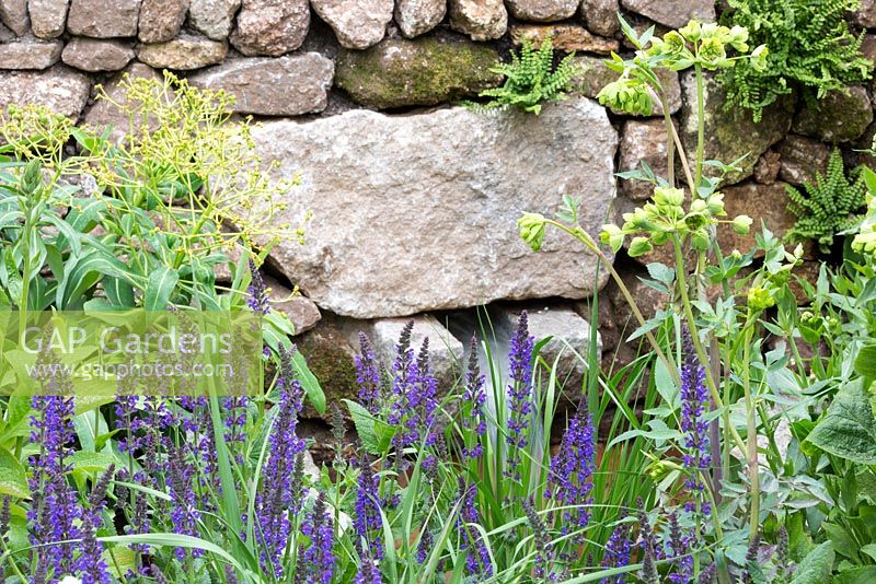 Detail of planting against boulders featuring Mathiasella bupluroides 'Green Dream', Euphorbia pasteurii and Salvia x sylvestris 'Mainach'. The Brewin Dolphin Garden. RHS Chelsea Flower Show, 2015
