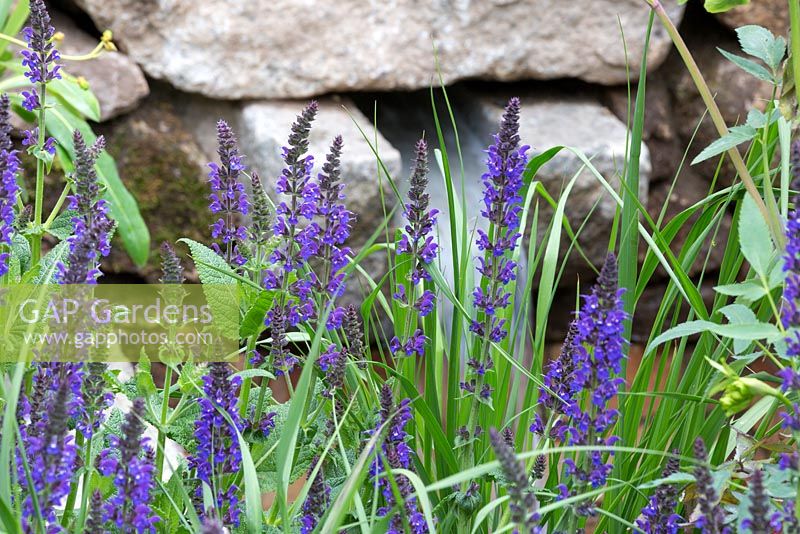 Detail of planting against dry stone wall, featuring Salvia x sylvestris 'Mainacht'. The Brewin Dolphin Garden. RHS Chelsea Flower Show, 2015