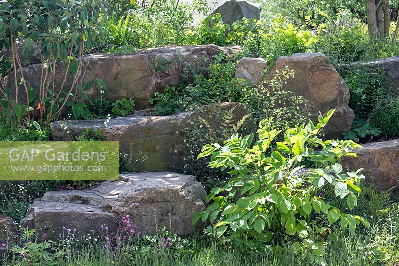 Laurent-Perrier Chatsworth Garden, detail of the Rockery. Plants include campion, comfrey, alpine strawberries and Polygonatum x hybridum  