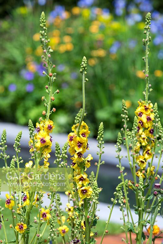 Detail of Verbascum chaixii cultivar.  The Homebase Garden - Urban Retreat. RHS Chelsea Flower Show 2015