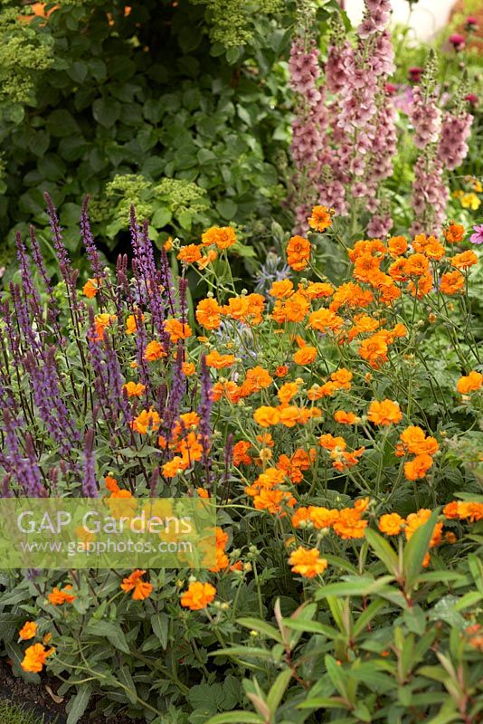 The Morgan Stanley Healthy Cities Garden.  Salvia nemerosa 'Caradonna', Geum 'Princess Juliana' and Verbascum 'Merlin'. 
