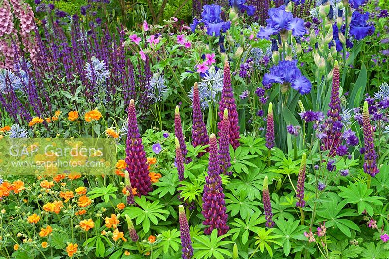 The Morgan Stanley Healthy Cities Garden.  Planting combination of Lupinus 'Masterpiece', Geum 'Prinses Juliana', Camassia 'Blue Heaven', Salvia nemorosa cv, Iris cv