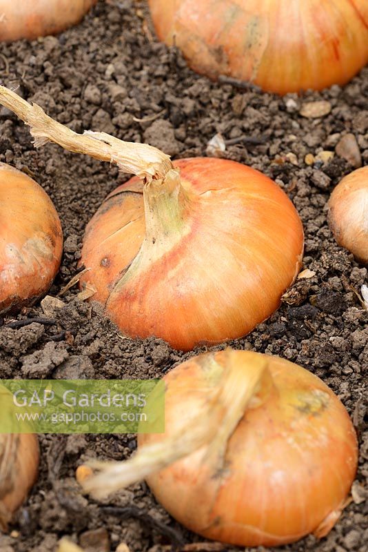 Allium Cepa 'Stuttgarter' - Onions growing in raised bed ready for harvesting in September