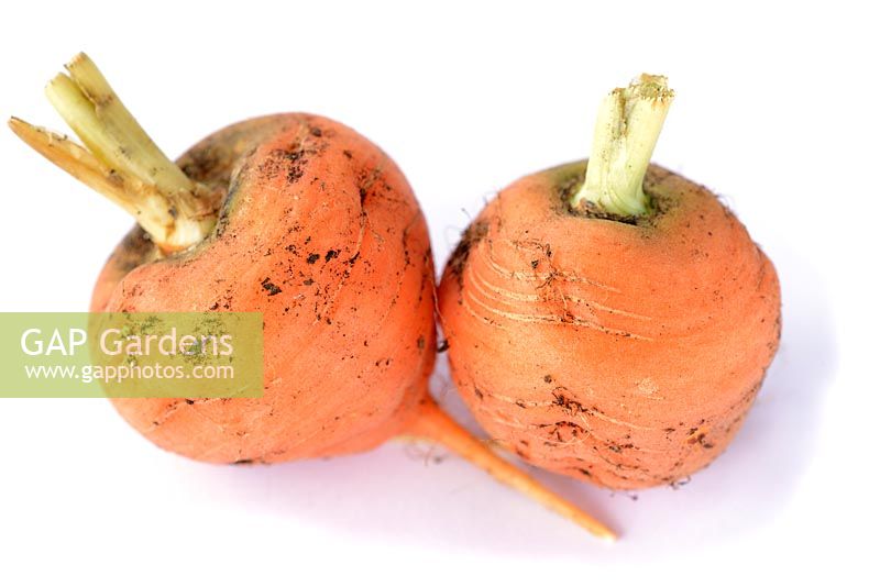 Daucus carota 'Parmex' - Carrots