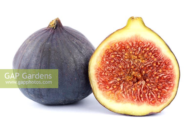Ficus carica Black Bursa - Fig fruit one cut in half 