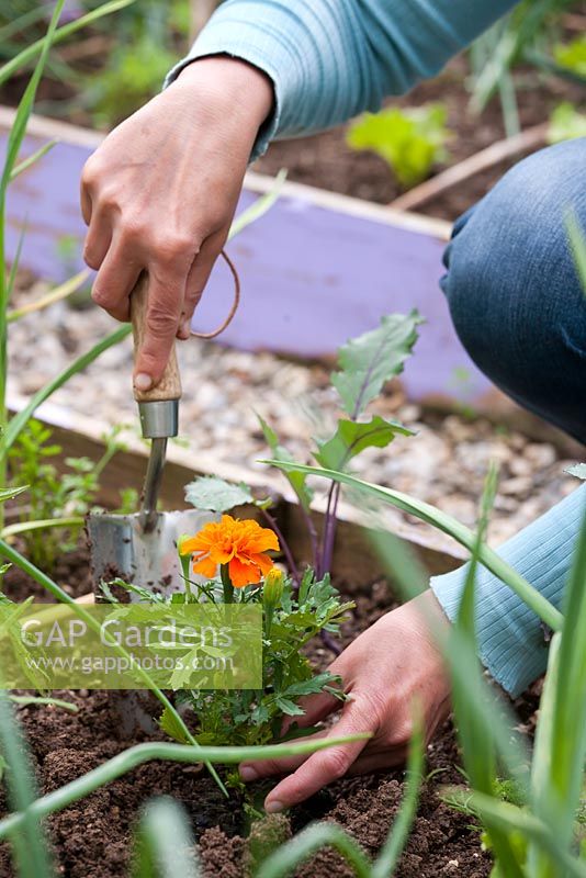 Woman planting flowering annuals - Tagetes patula in vegetable raised bed to attract beneficial insects and aid pollination.